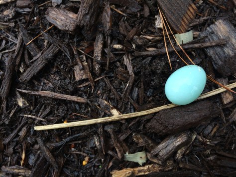 blue egg in dirt.jpg