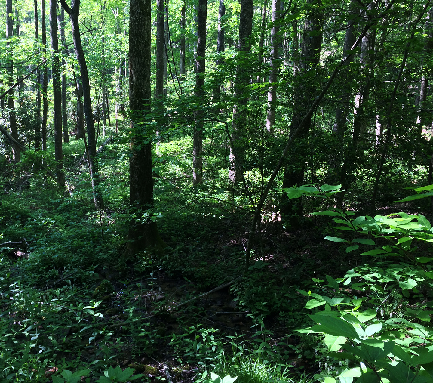 georgia forest smaller