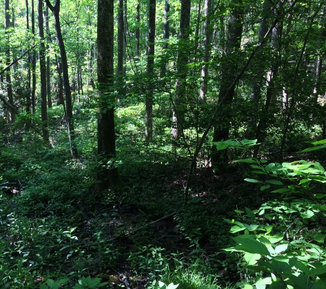 georgia forest smaller