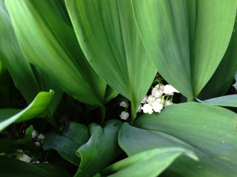 lillies of the valley