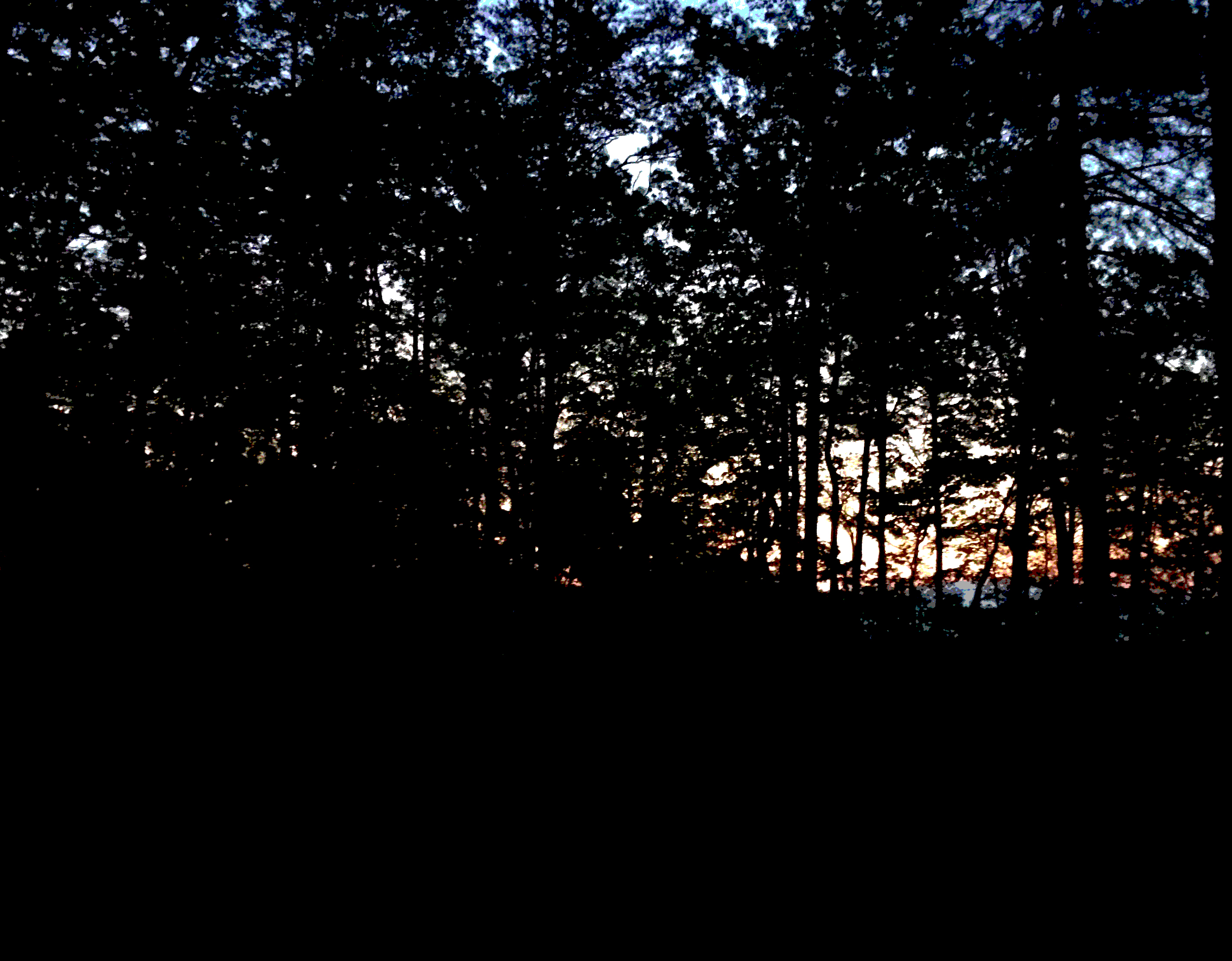 sunrise through the forest