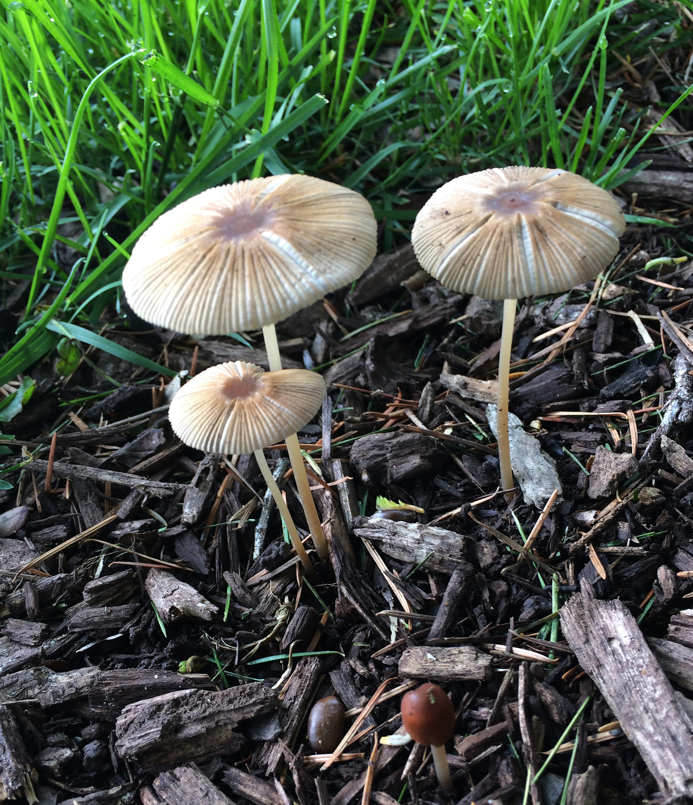 tiny mushrooms