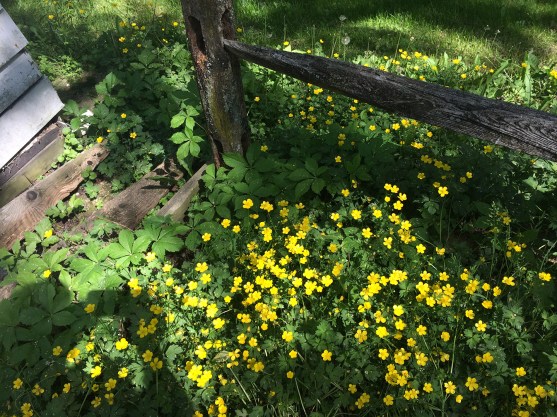 yellow field flowers