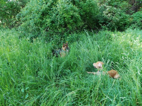 Piper and Jackson in grass