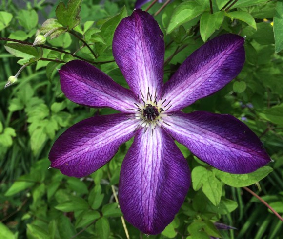 purple clematis.jpg