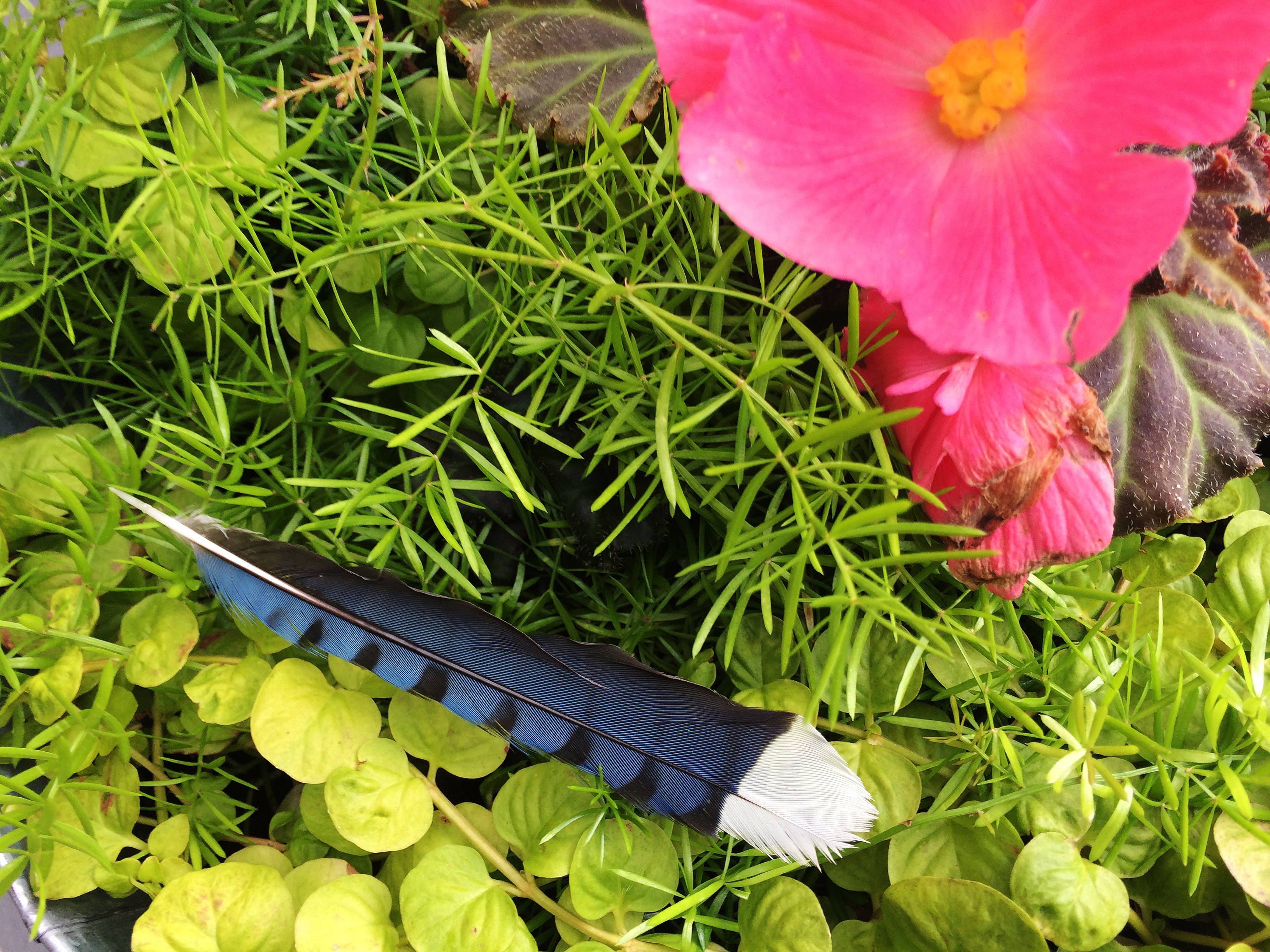 blue jay feather in plant