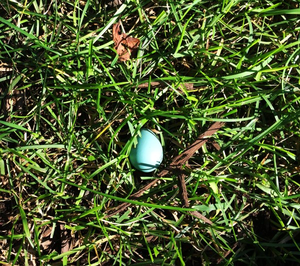 robins egg in grass