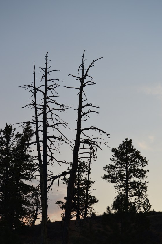 bryce canyon trees