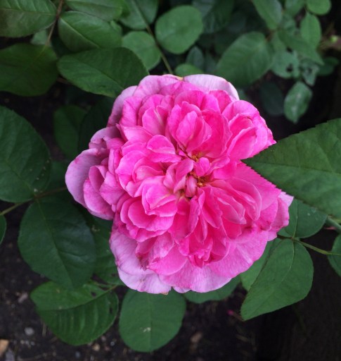 pink rose from soergels