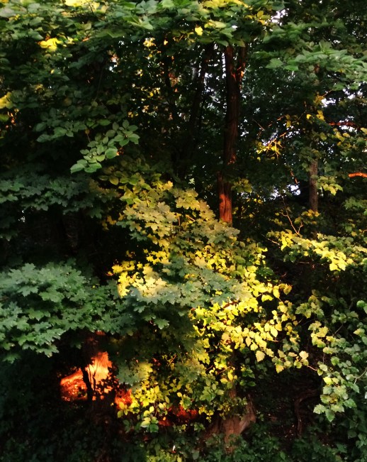sunset on forest greens