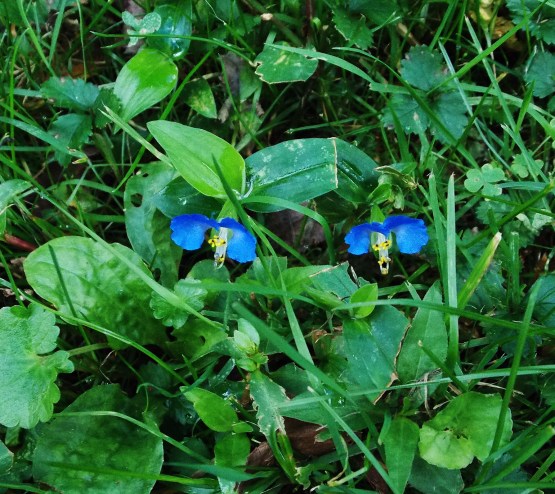 blue flowers in the grass