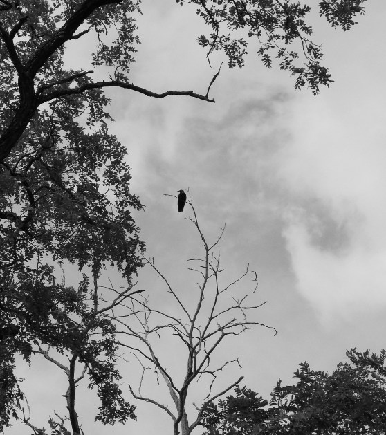 crow in tree 2