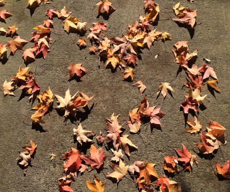 leaves on the ground