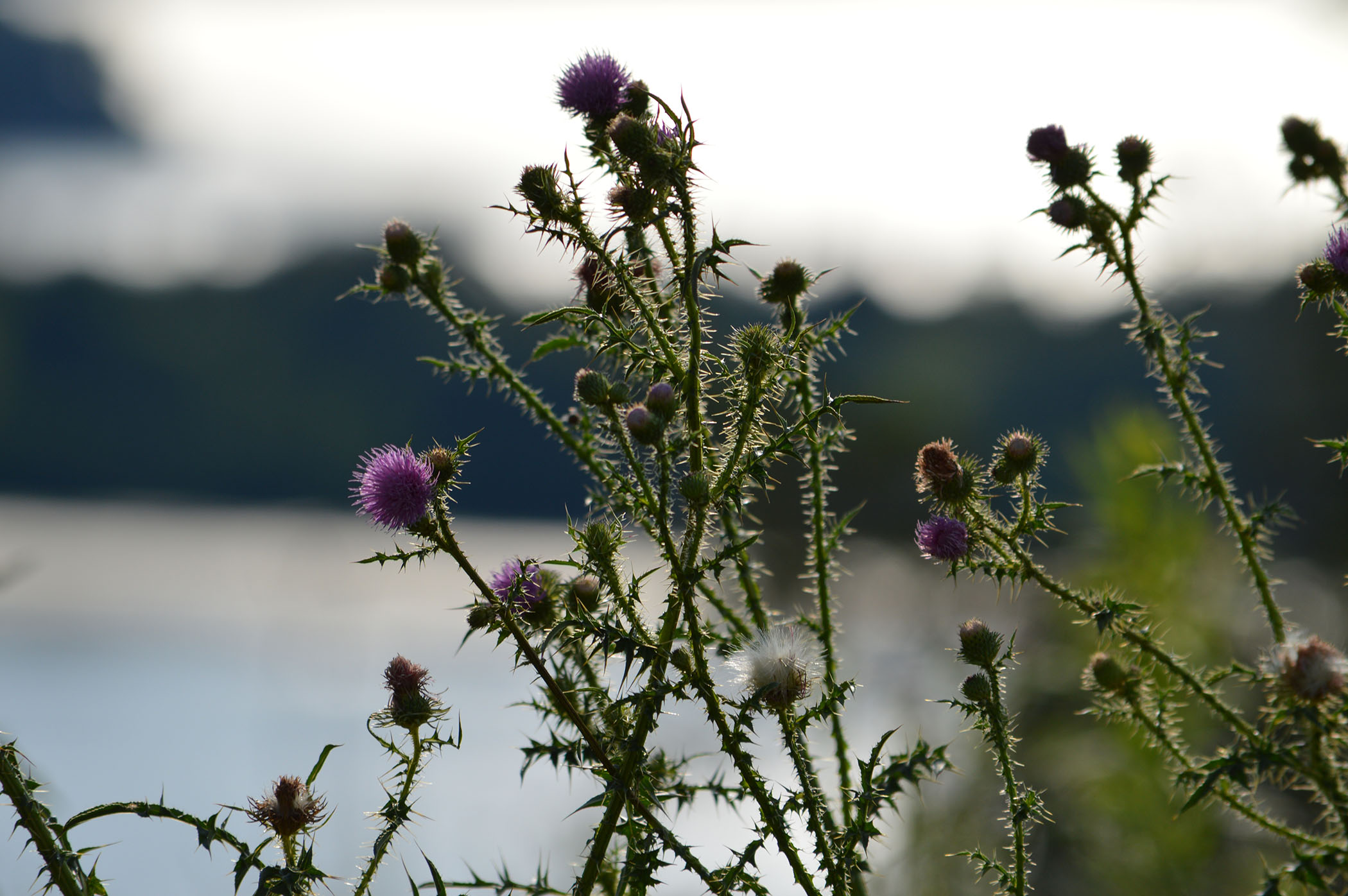 thistles