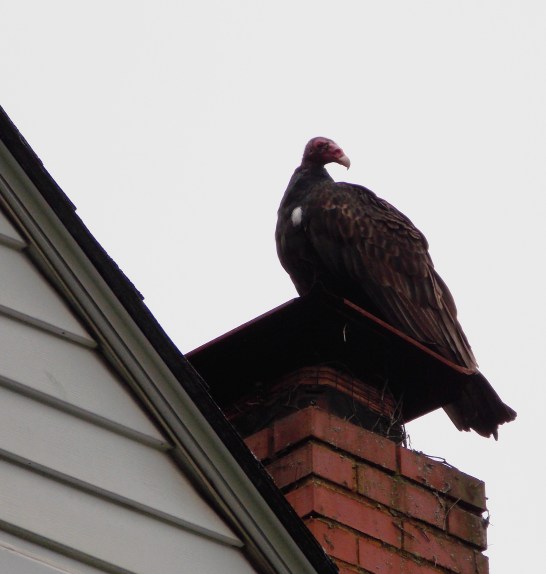 vulture on chimney