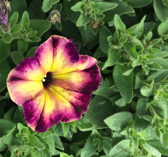 yellow purple petunia