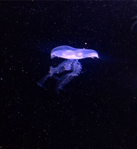 jelly fish