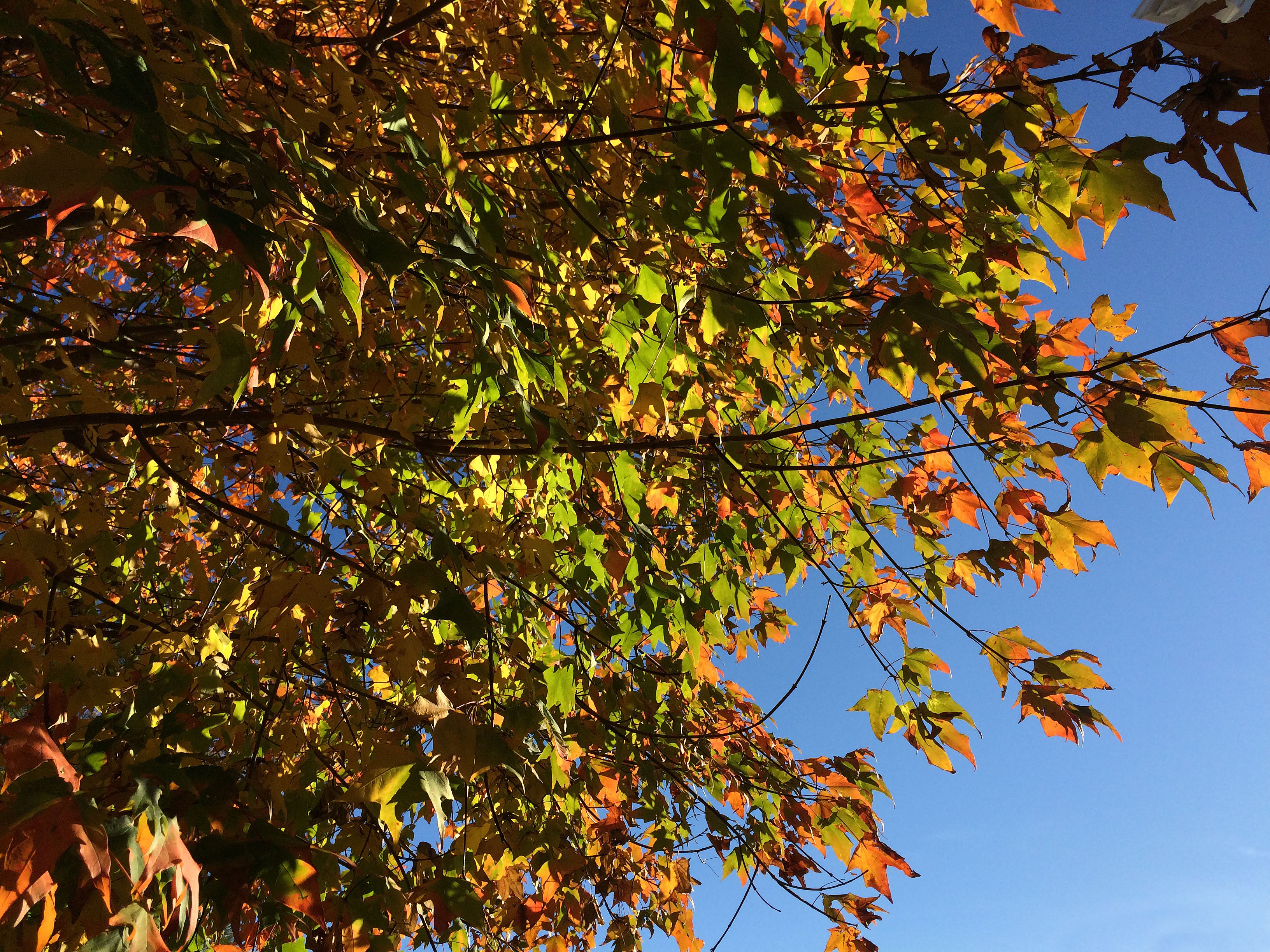 leaves against blue sky2