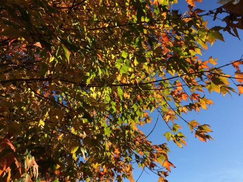 leaves against blue sky2