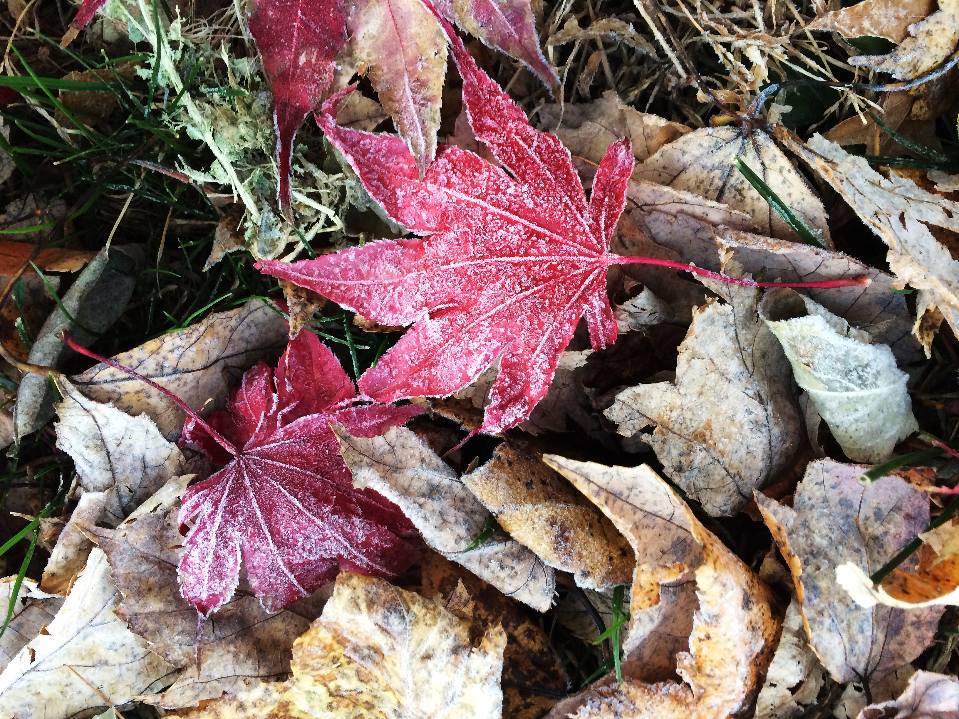 frost on red leaves