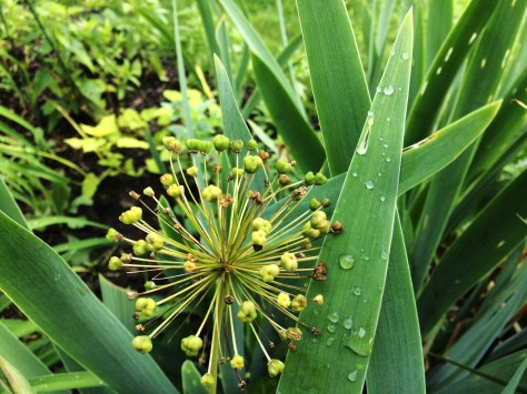 rain on flower pods