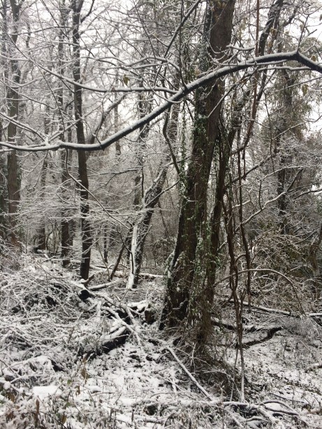 snow in the back yard forest