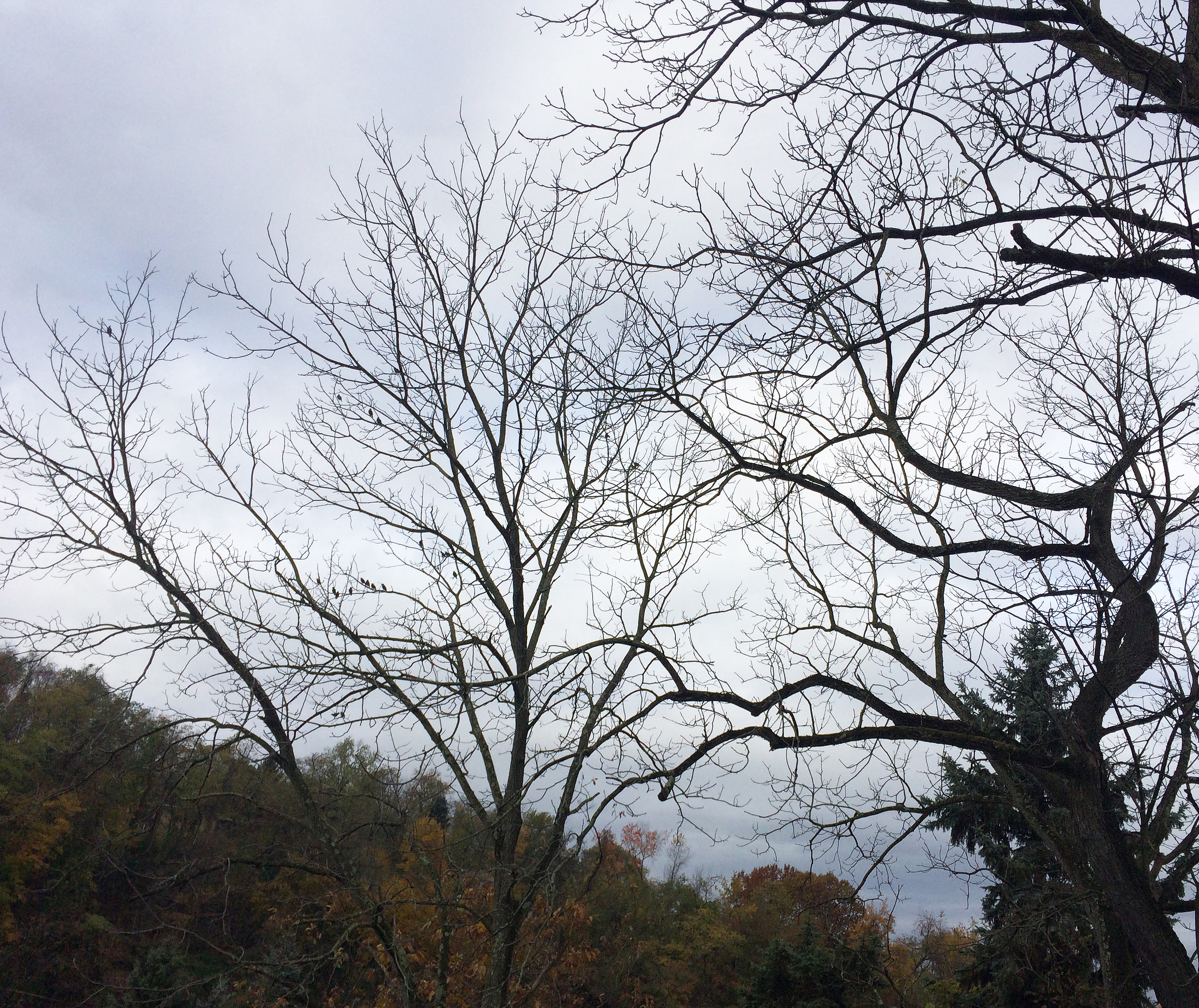 trees and grey skies