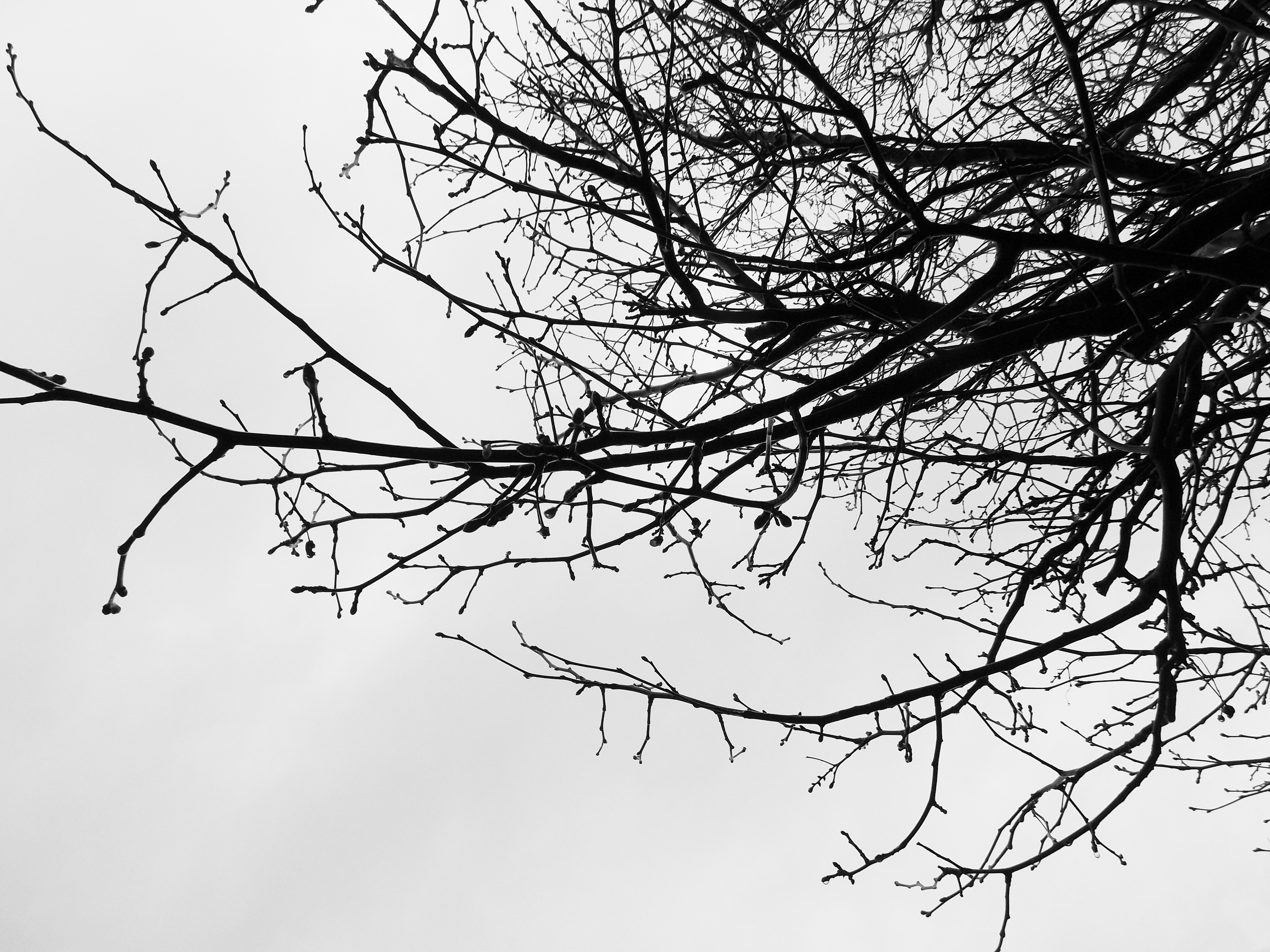 branches against winter sky