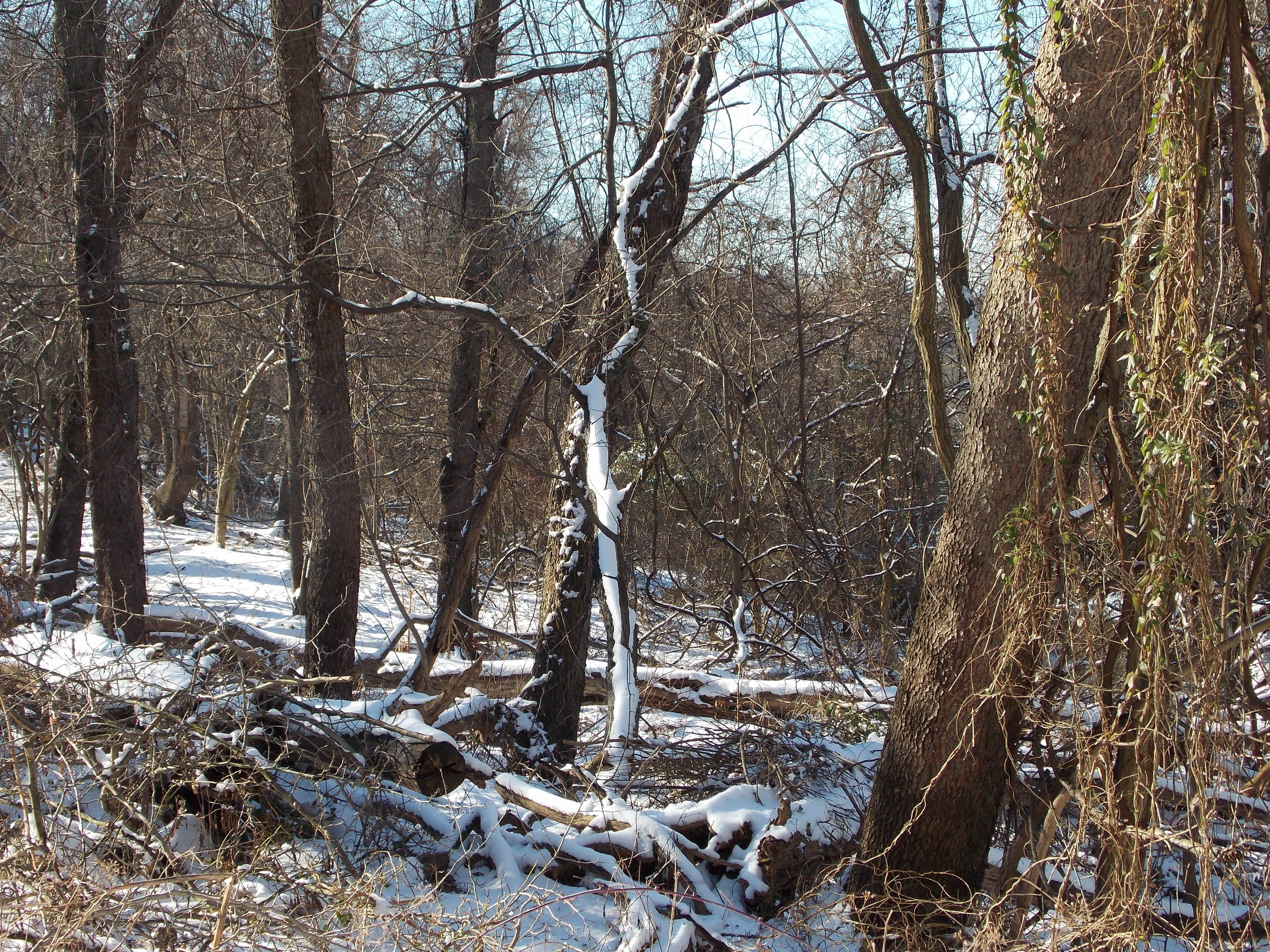 forest with light snow