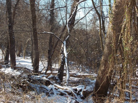 forest with light snow