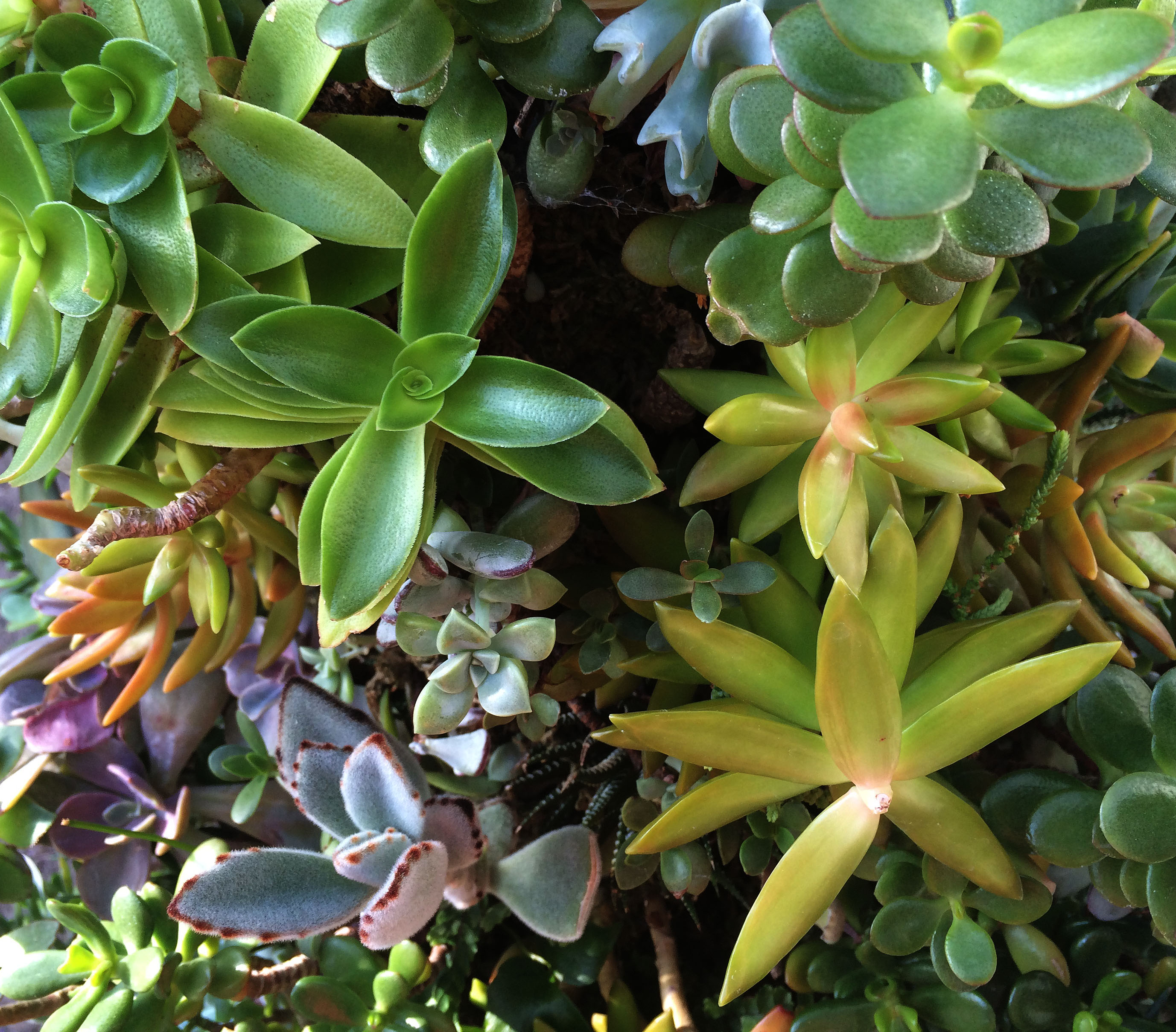 lots of succulents