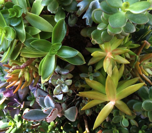 lots of succulents
