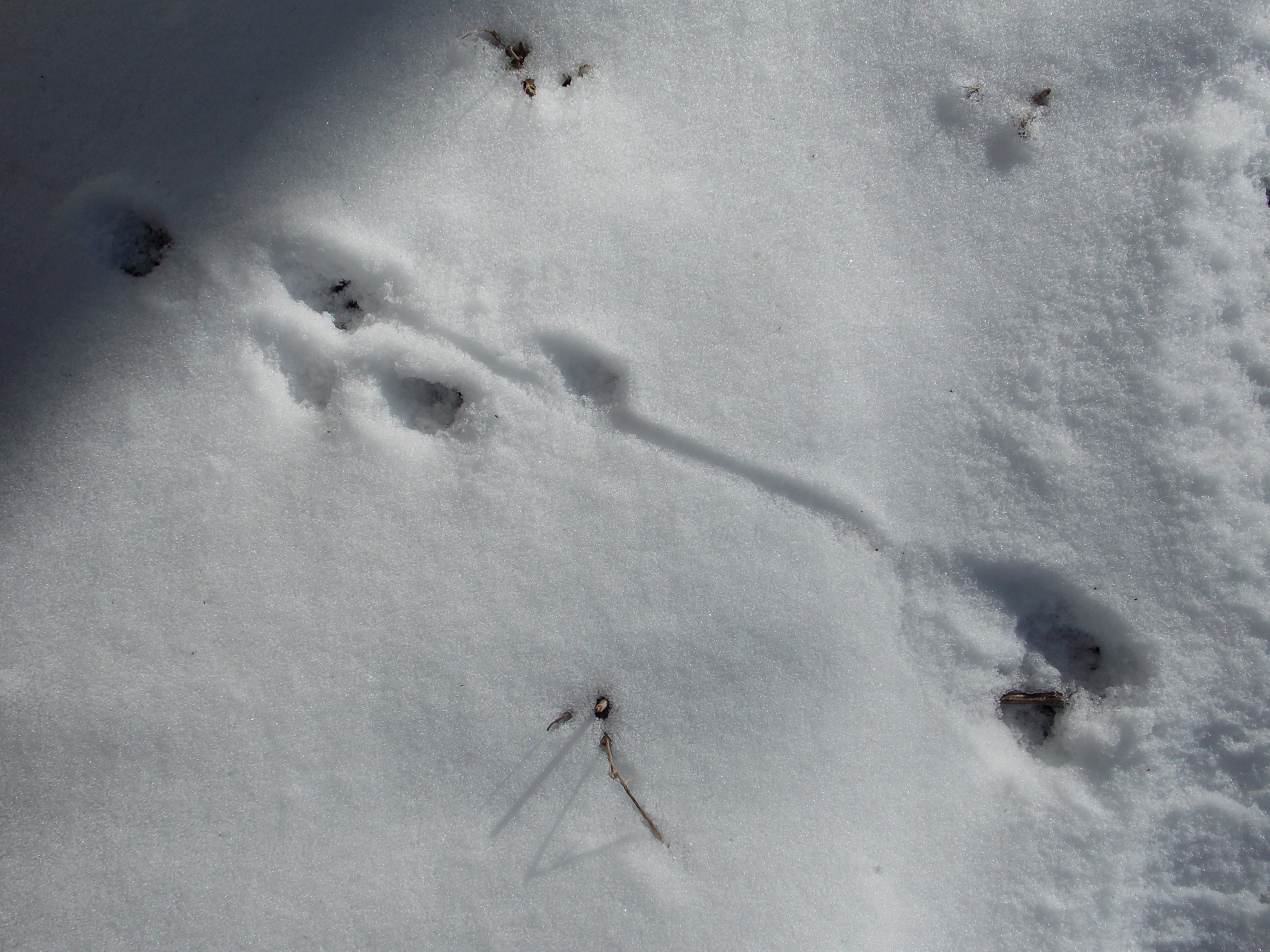 rat tracks
