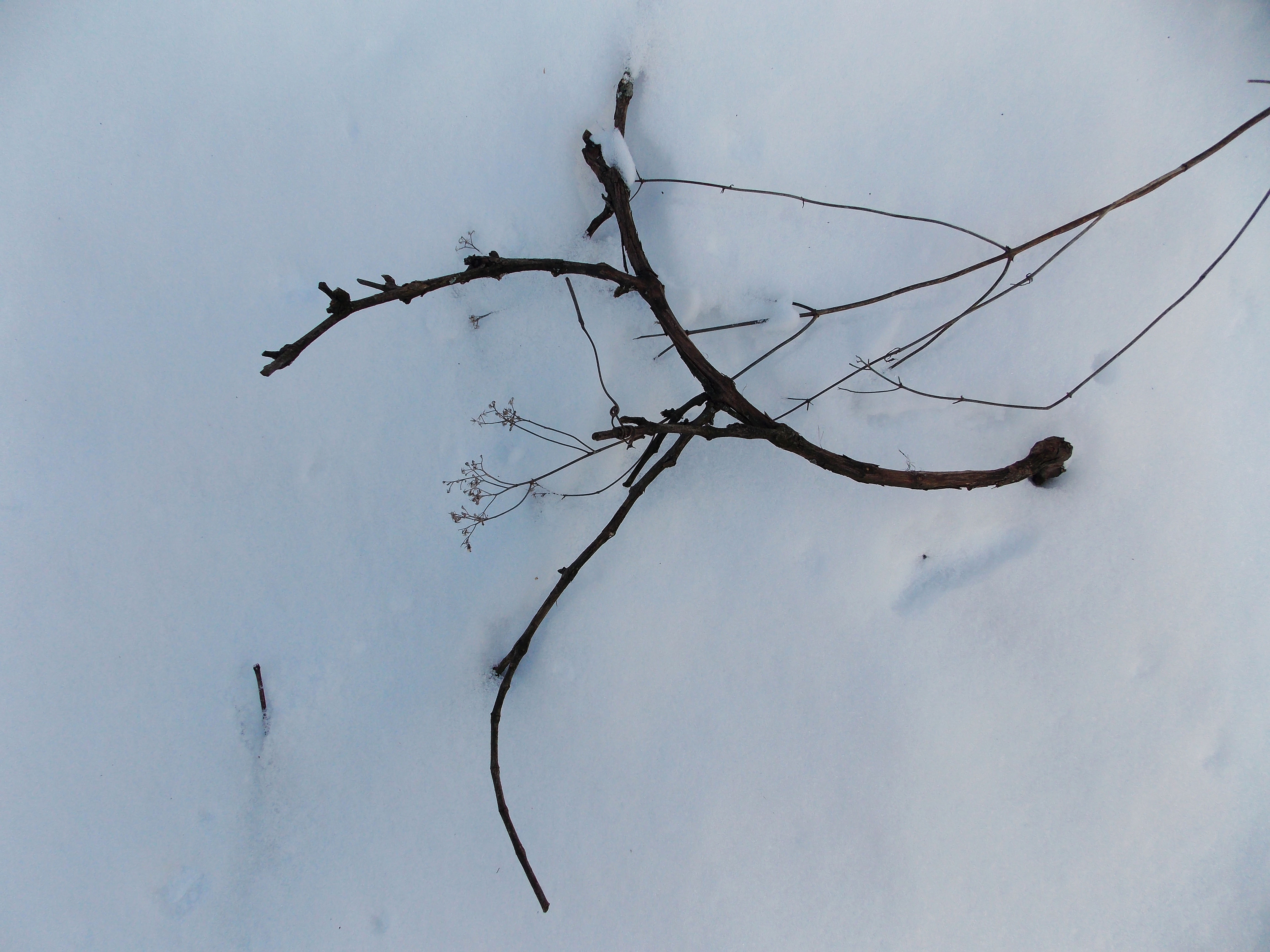 branch in the snow