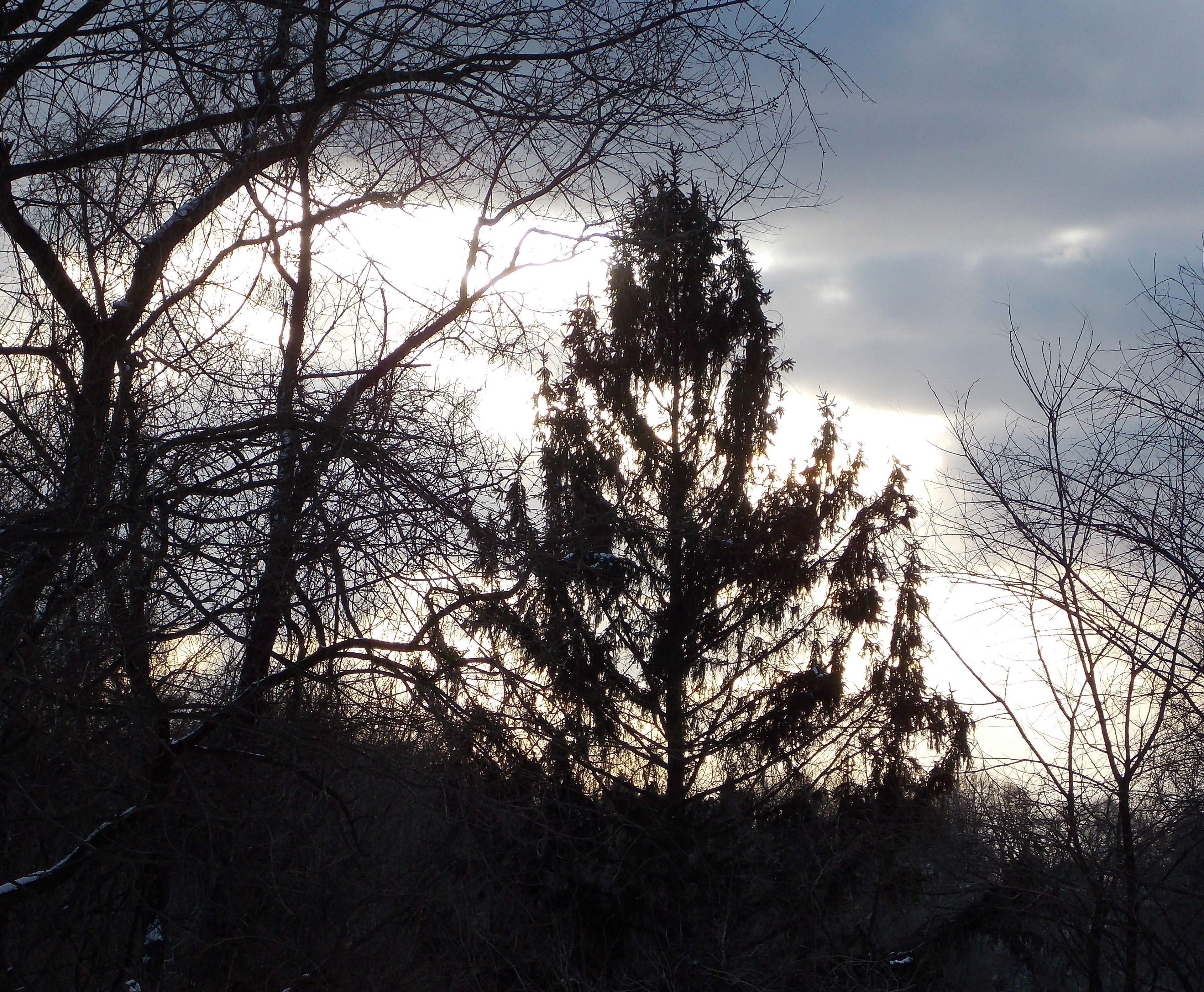 branches w winter sky