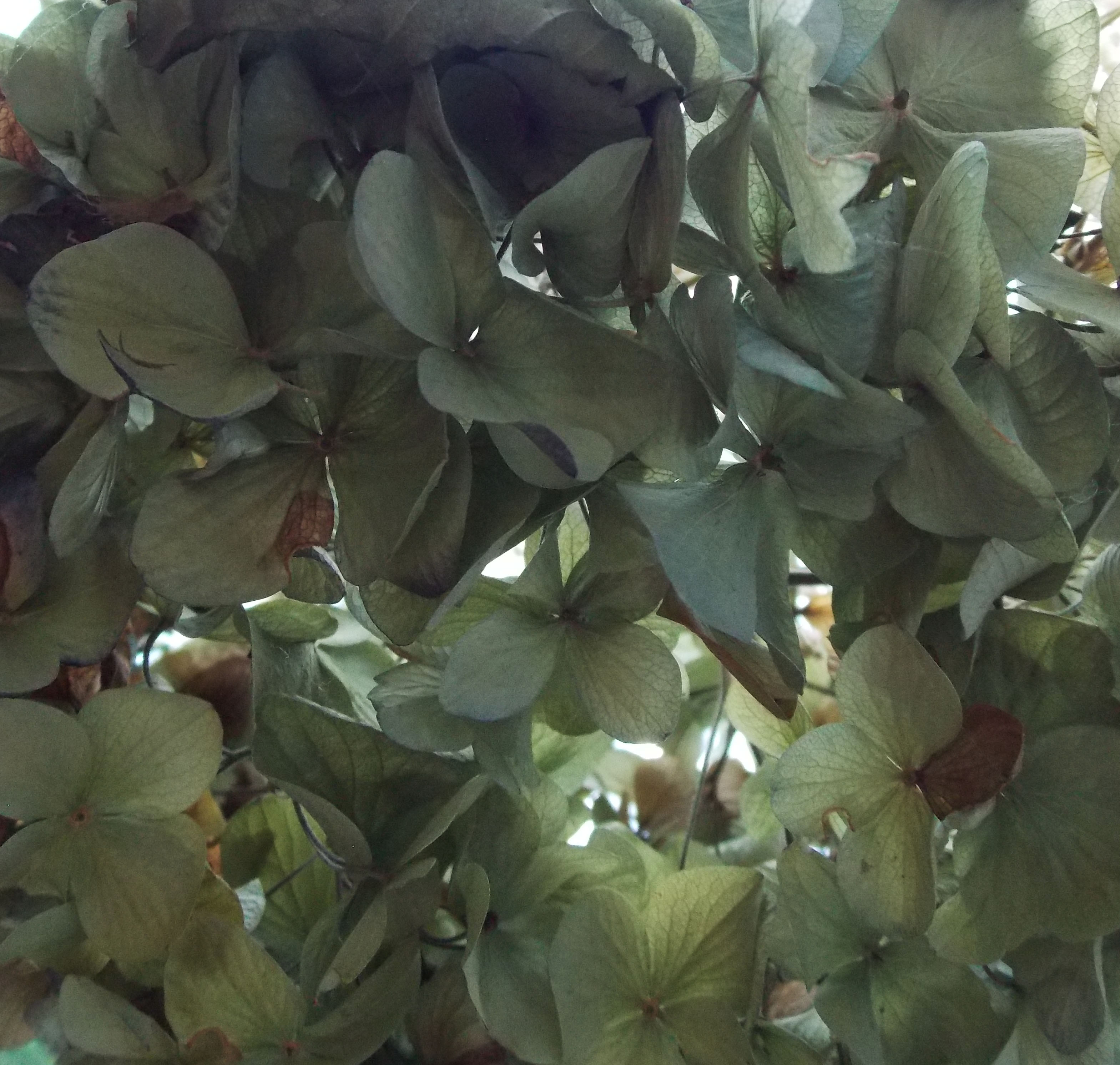 dried hydrangea2
