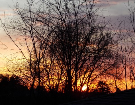 sunset with branches