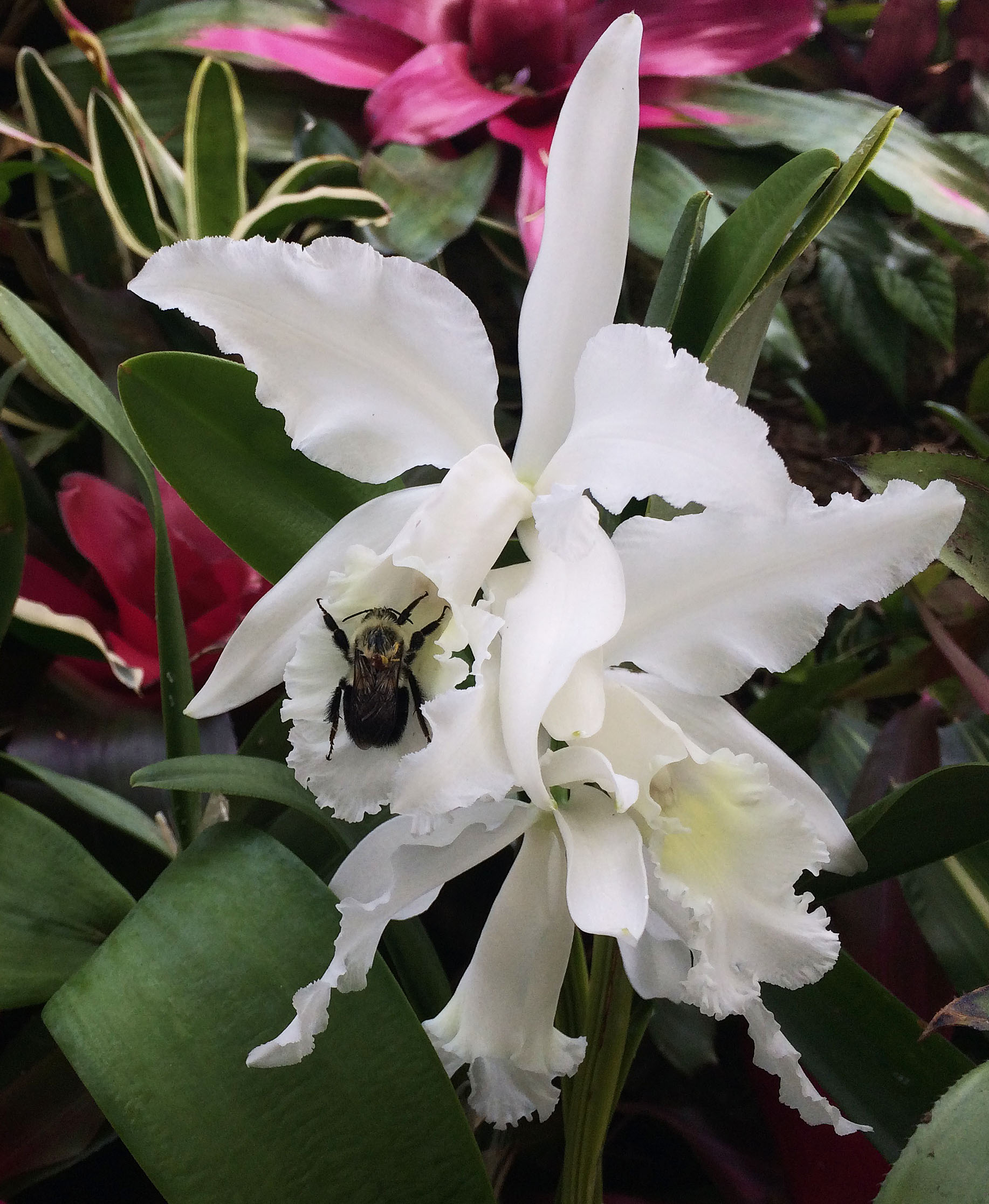bee on orchid