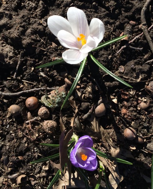 crocus