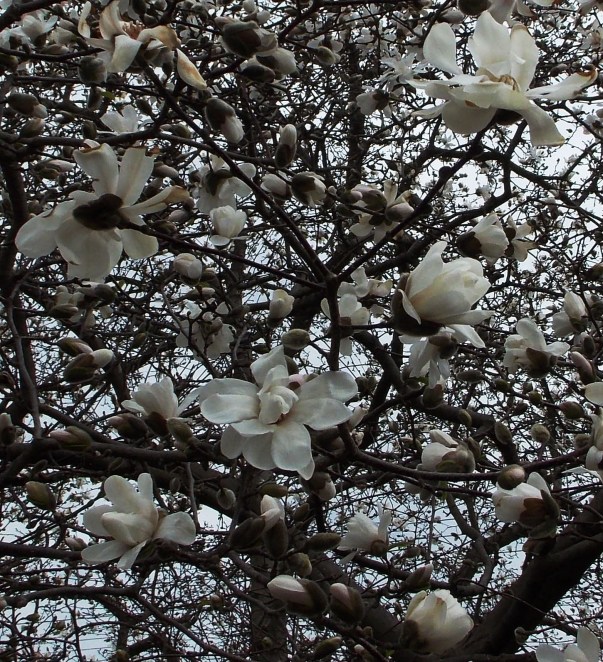 magnolia flowers