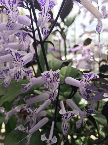 delicate purple flowers