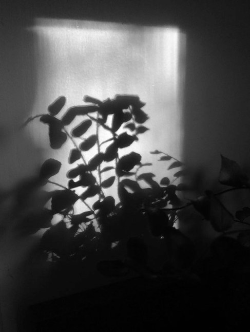 blwh shadows of plants
