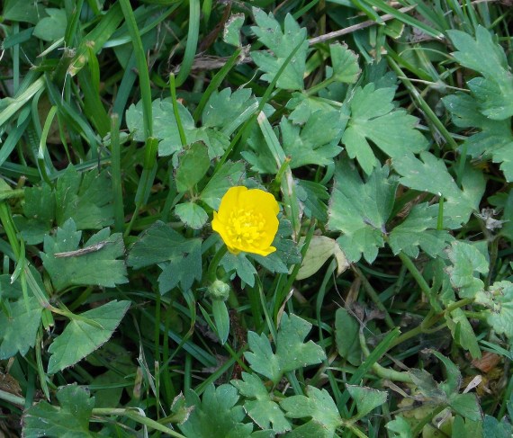 buttercup