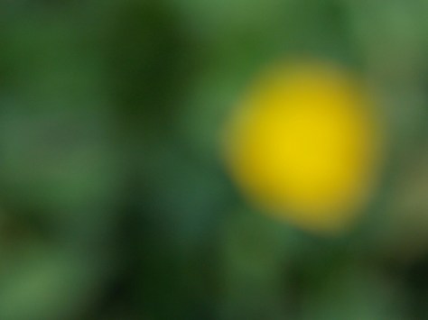 out of focus buttercup