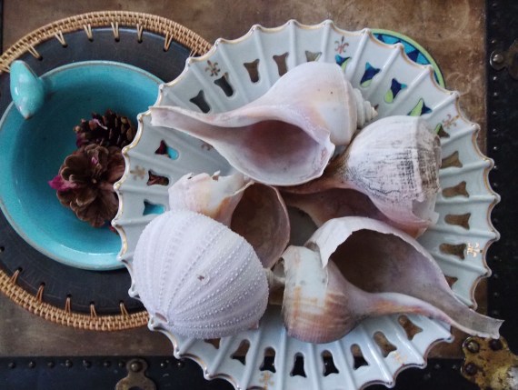 sea shells in a bowl