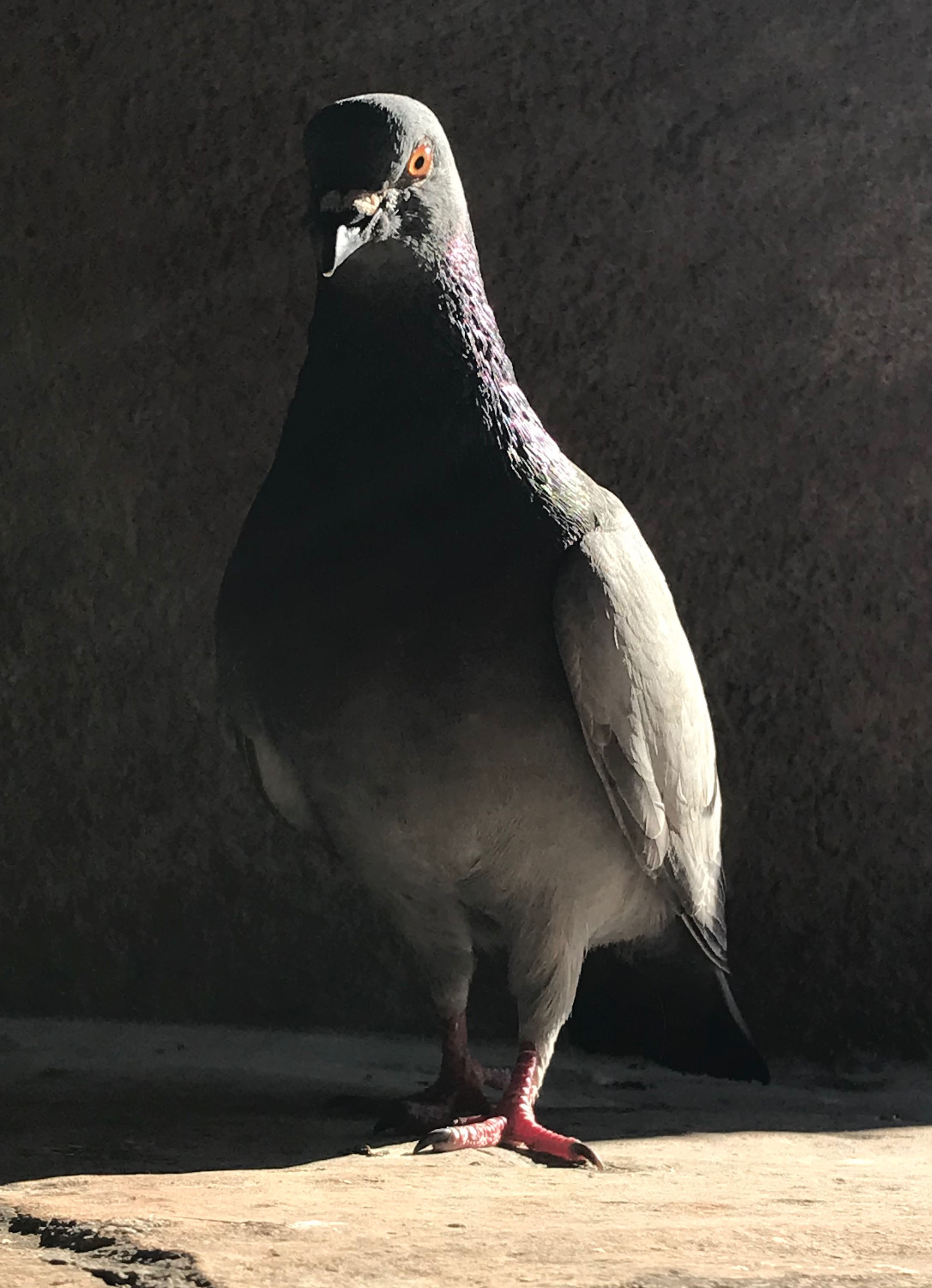 pigeon in venice