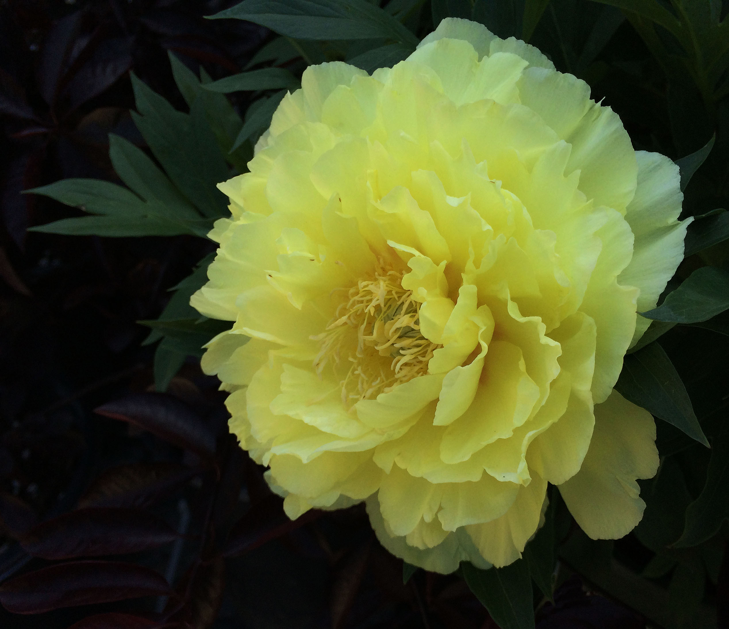 yellow peony