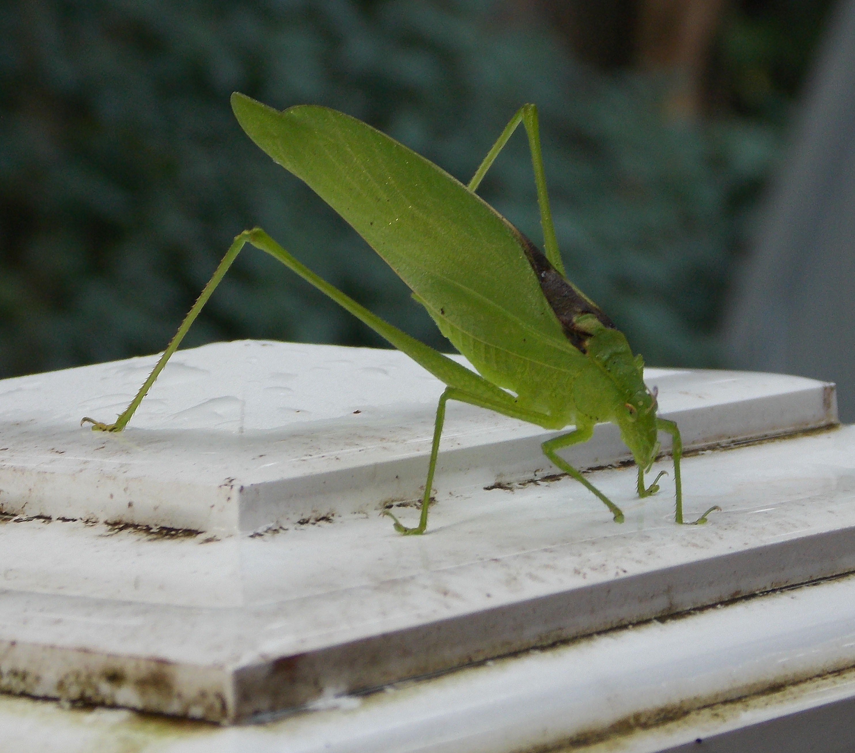 leaf bug
