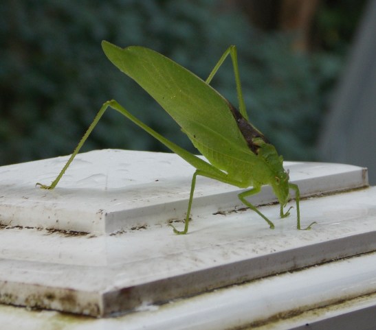 leaf bug