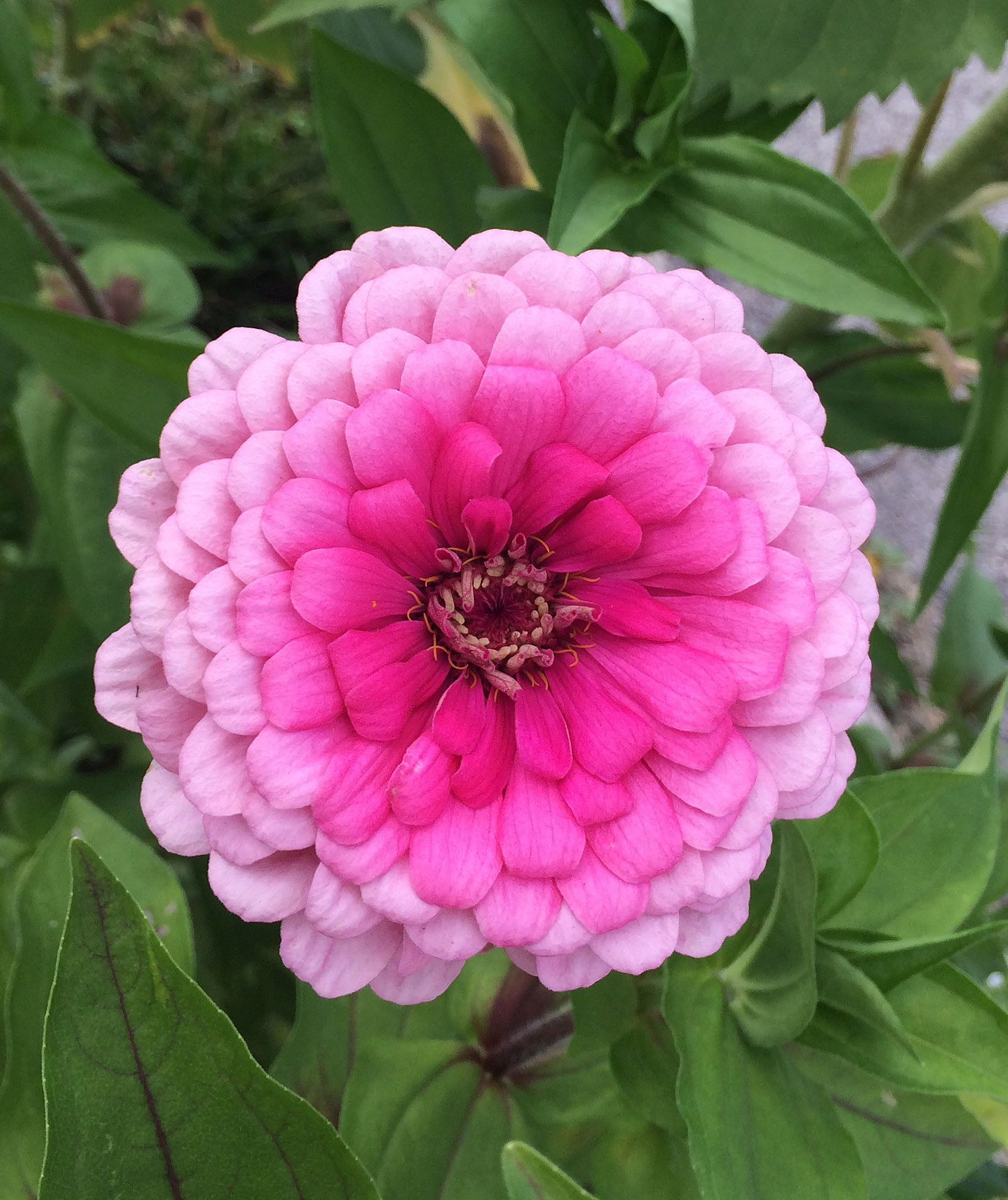pink dahlia